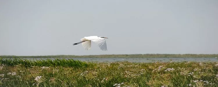 Taramul Magic al Dobrogei