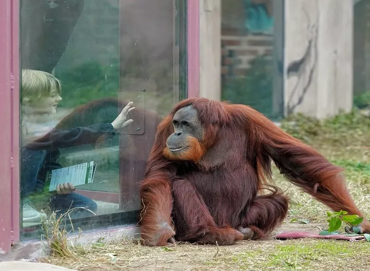 Mic dejun cu urangutanii