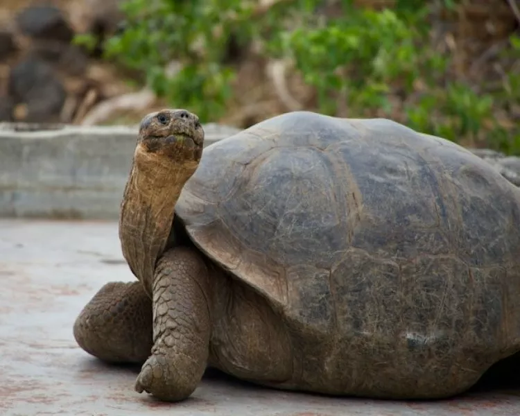 Ecuador și Galapagos -- Experiență în Jungla Amazonului