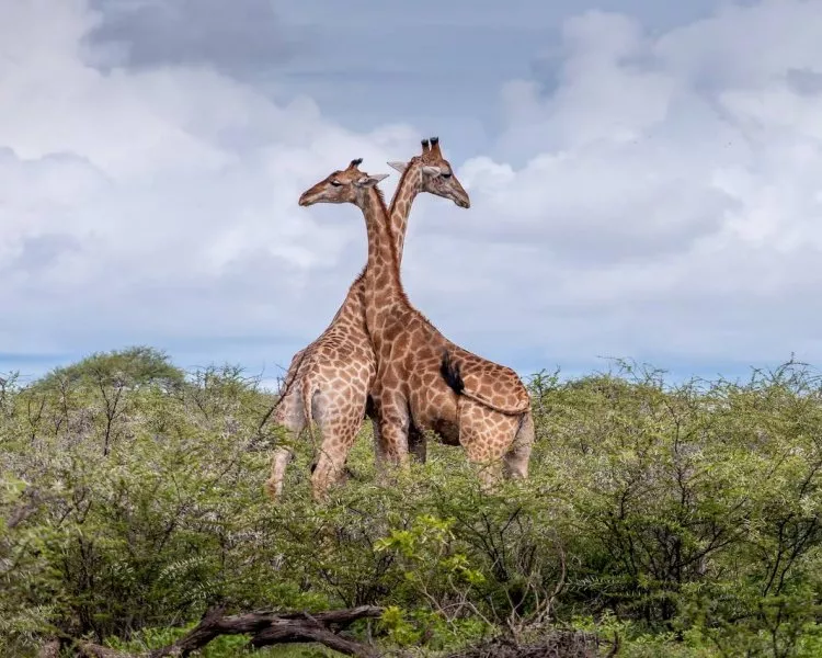 Namibia - Botswana - Zimbabwe