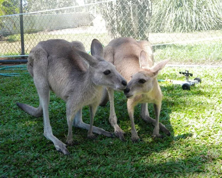 Australia - Tasmania - Noua Zeelanda - Singapore