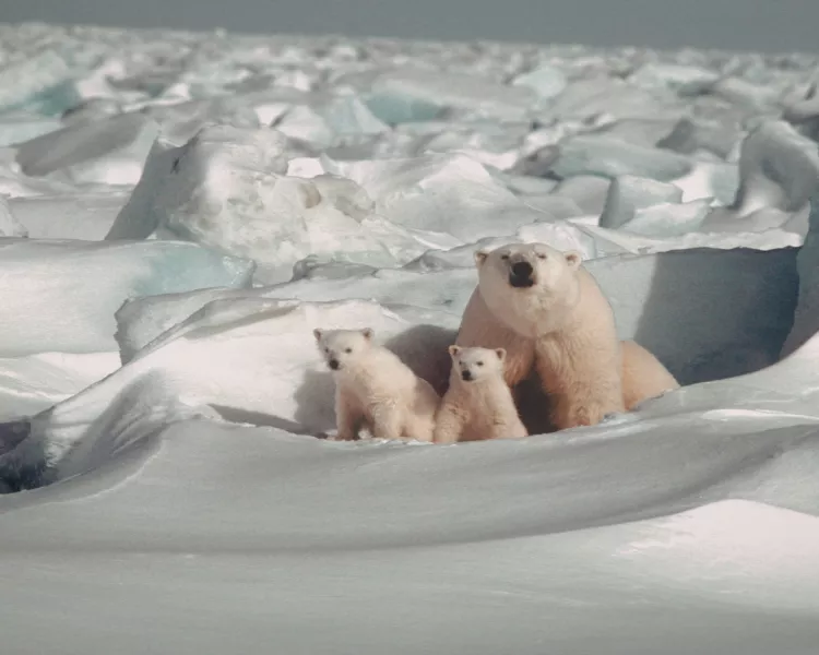 Svalbard - Plimbare la Cercul Arctic