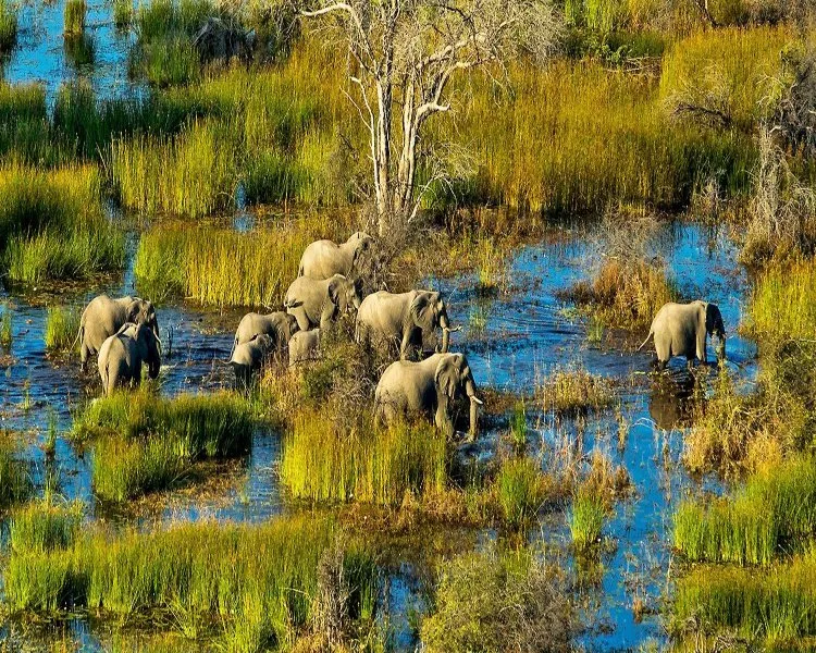 Delta Okavango