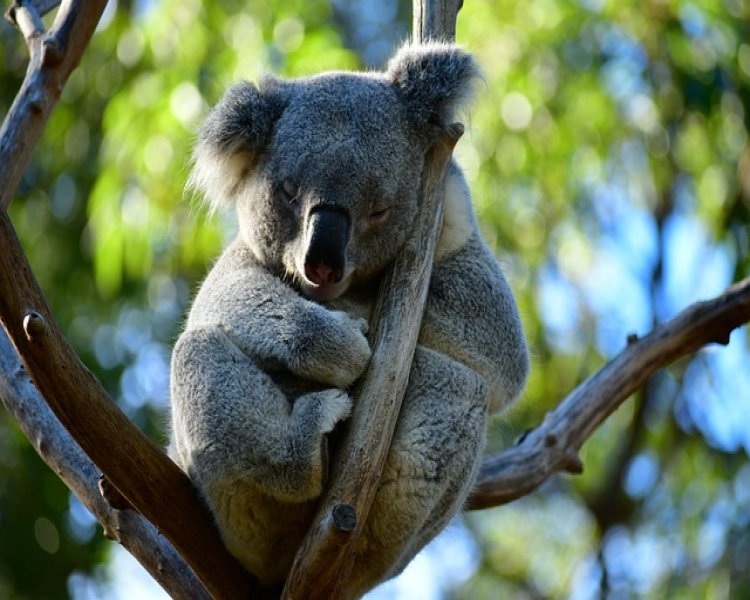 Australia Koala