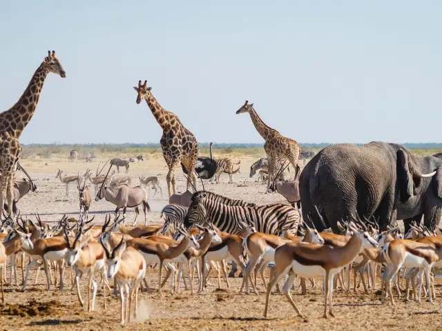 Etosha