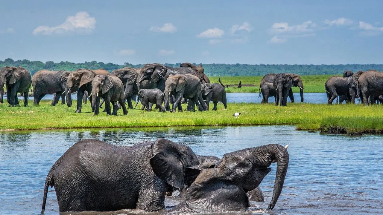Chobe Boat Cruise