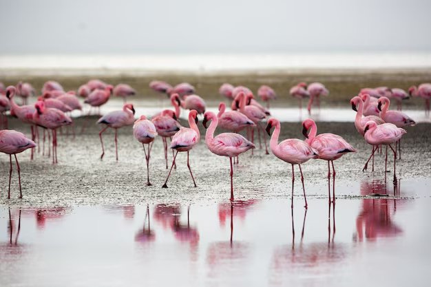 Walvis Bay Flamingos
